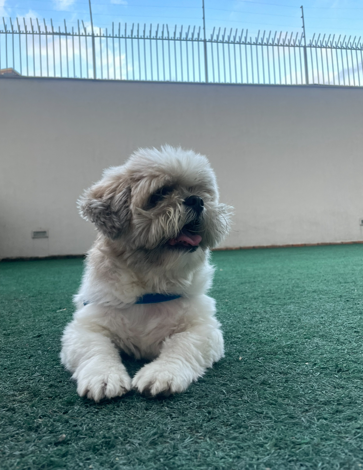 Piri Dog - Hospedagem e Creche
