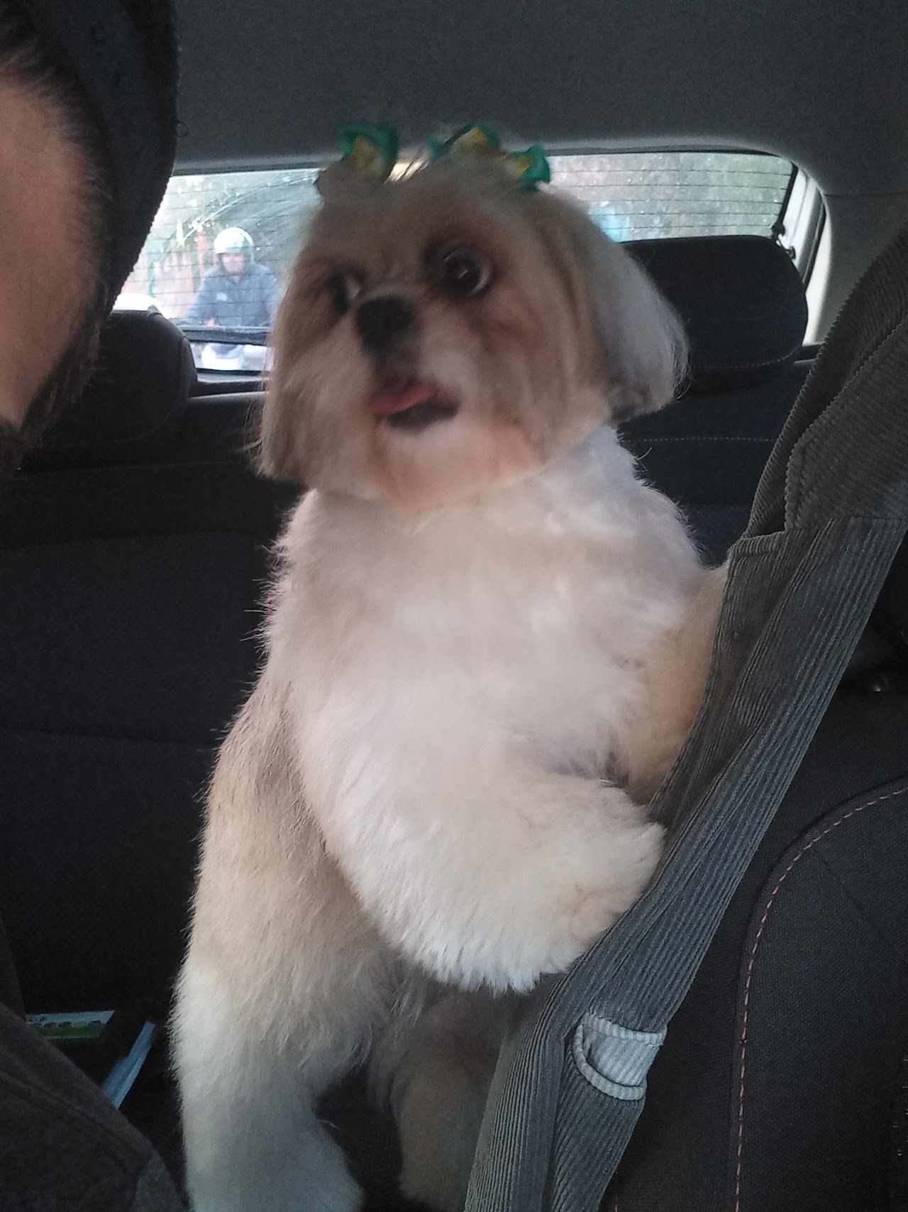 Cão Au Pinista