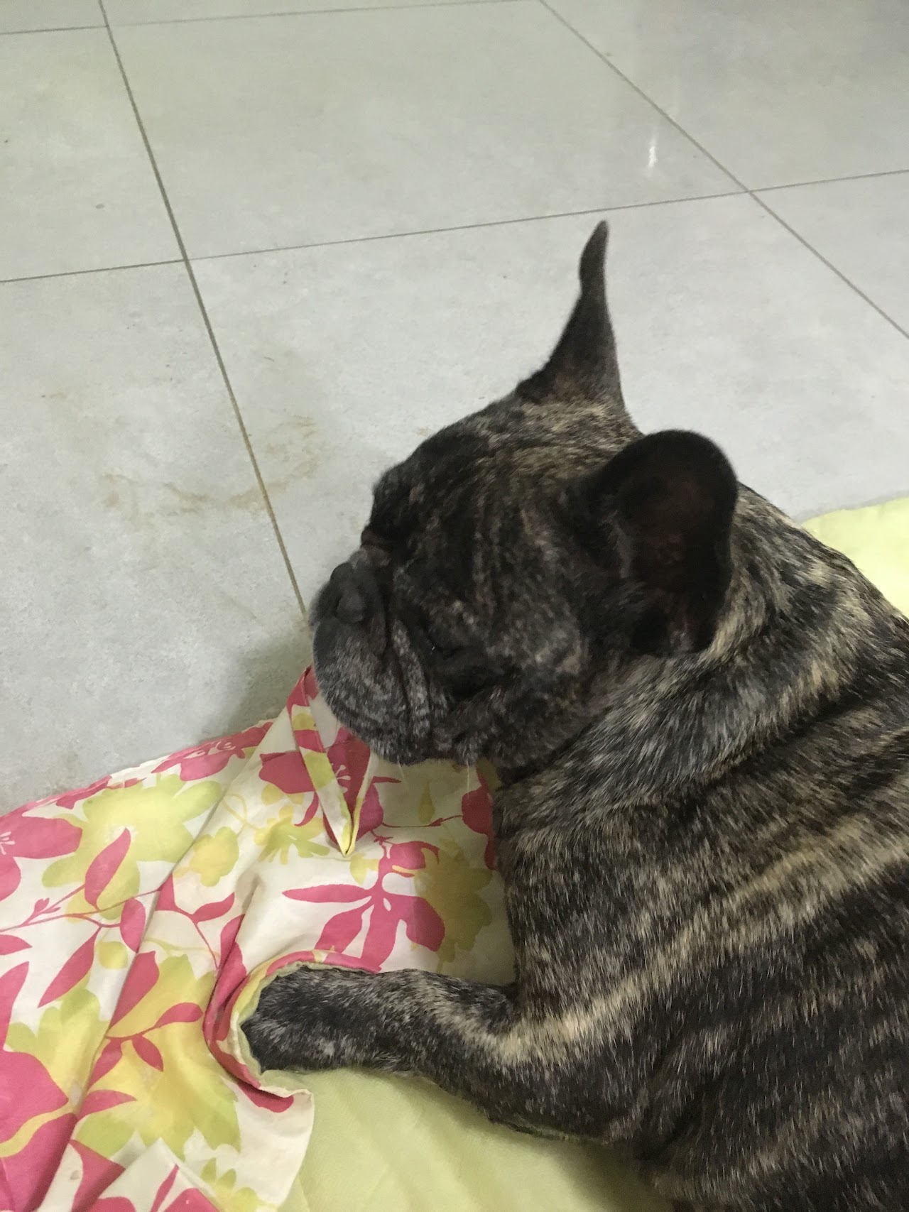 Pet Shop Terrara