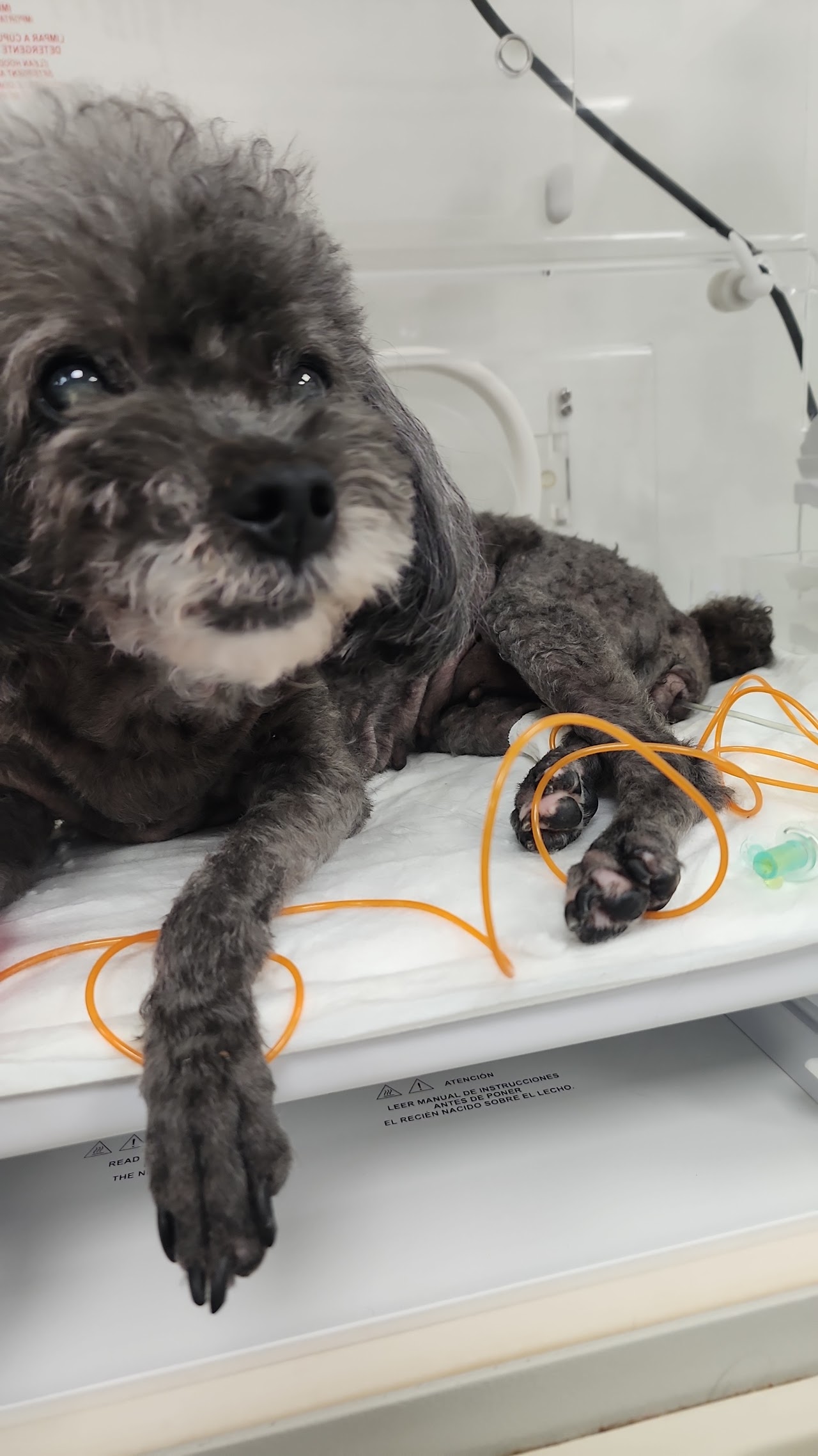 Veterinária Interlagos - Hospital 24 horas - Zona Sul de São Paulo